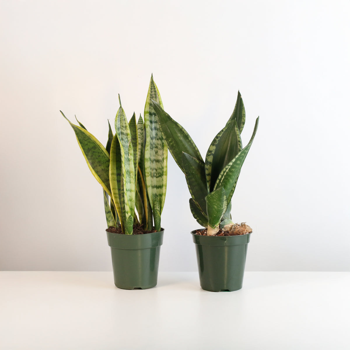 Snake Plants