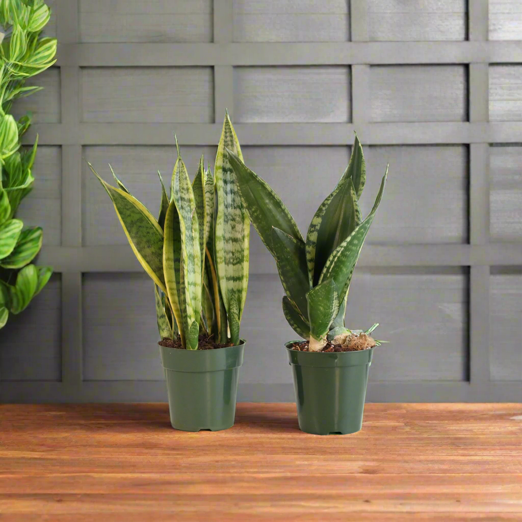 Snake Plants