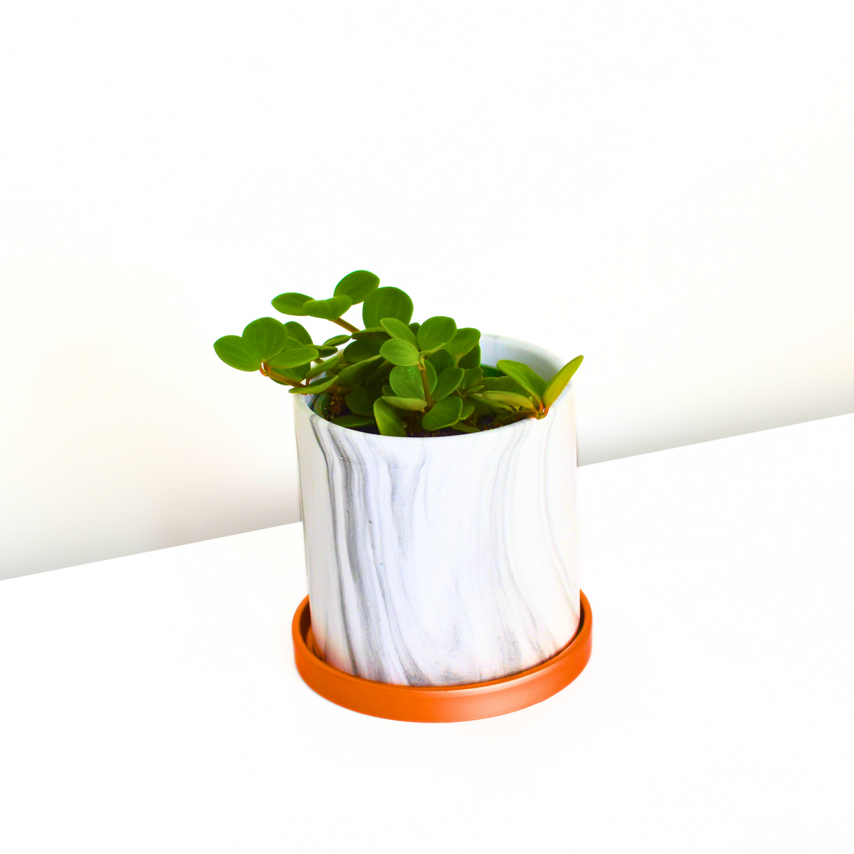 Peperomia Hope 'Trailing Jade' Plant
