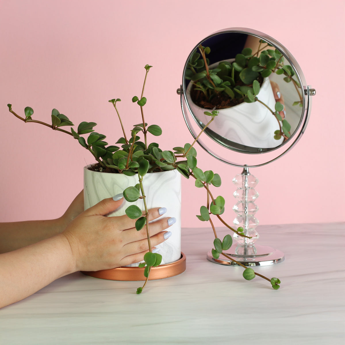 Peperomia Hope Trailing Jade plant in 5.5" Athena Ceramic Planter next to mirror. 