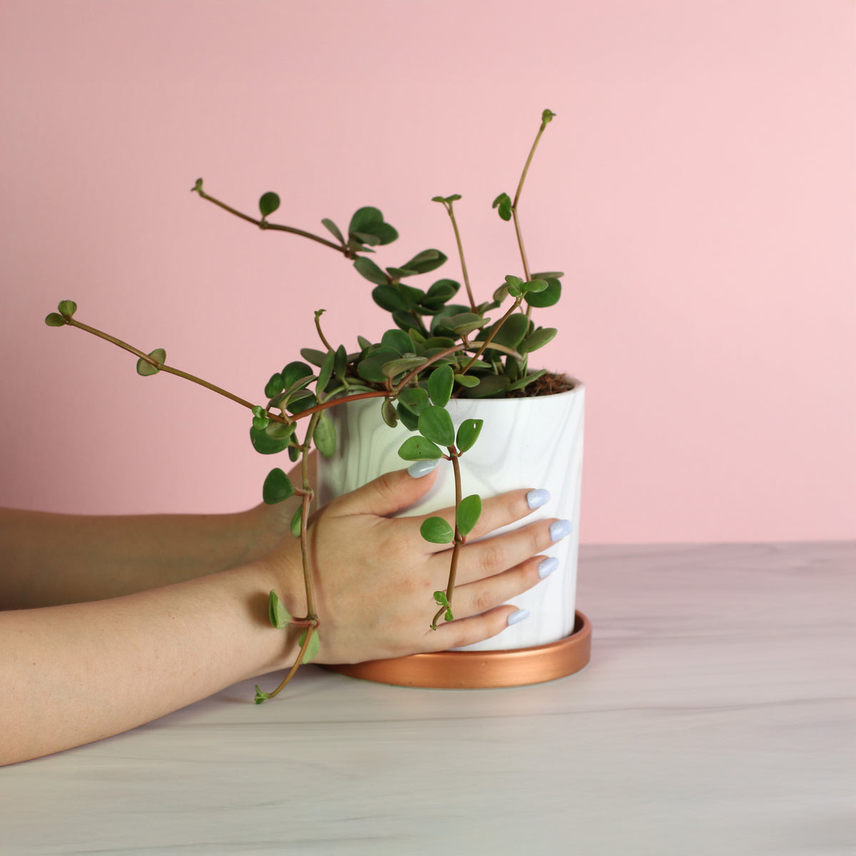 Peperomia Hope Trailing Jade plant in 5.5" Athena ceramic planter