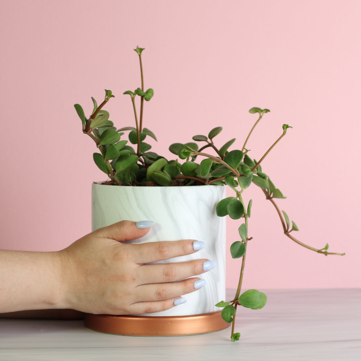 Peperomia Hope Trailing Jade plant in a 5.5" Athena ceramic planter in hand. 