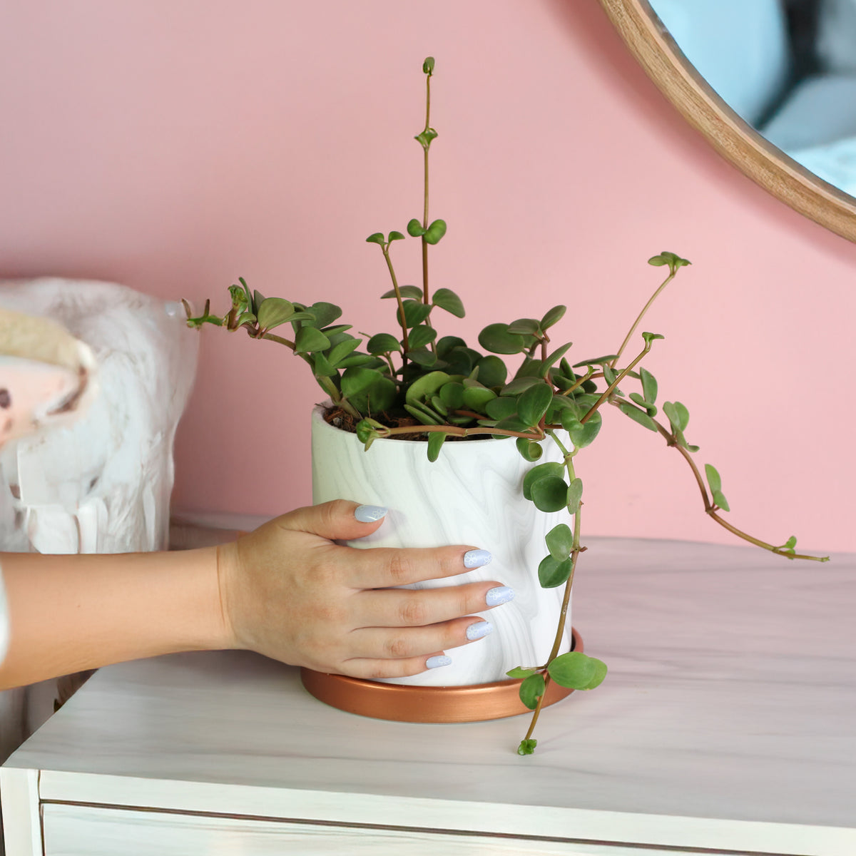 Peperomia Hope 'Trailing Jade' Plant in 5.5" Athena Ceramic Planter