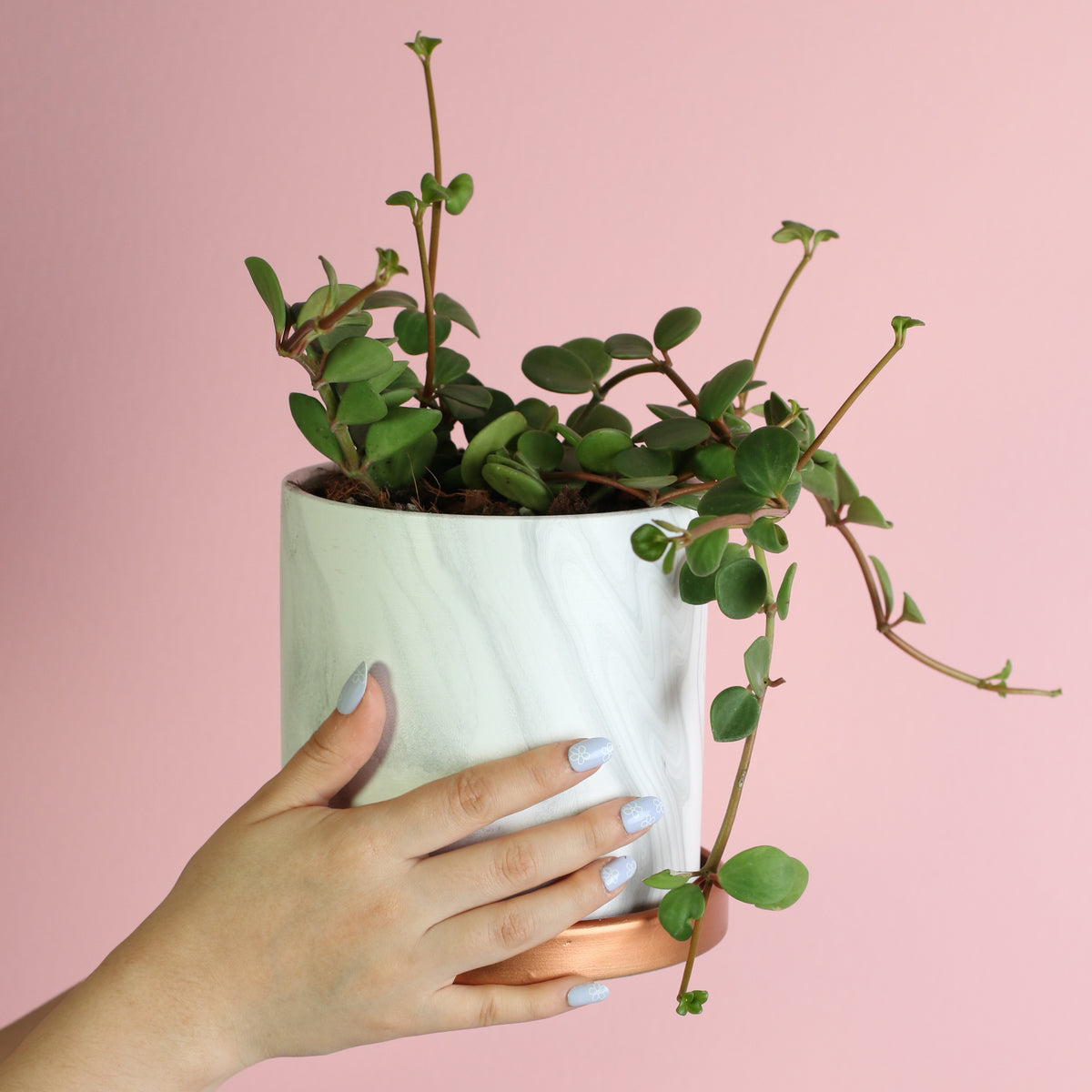 Peperomia Hope Trailing Jade plant close up of leaves. 
