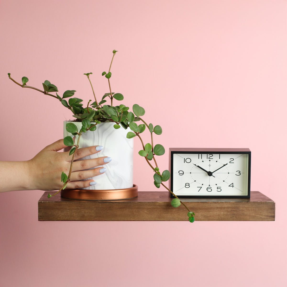 Peperomia Hope Trailing Jade plant on top of floating shelf. 