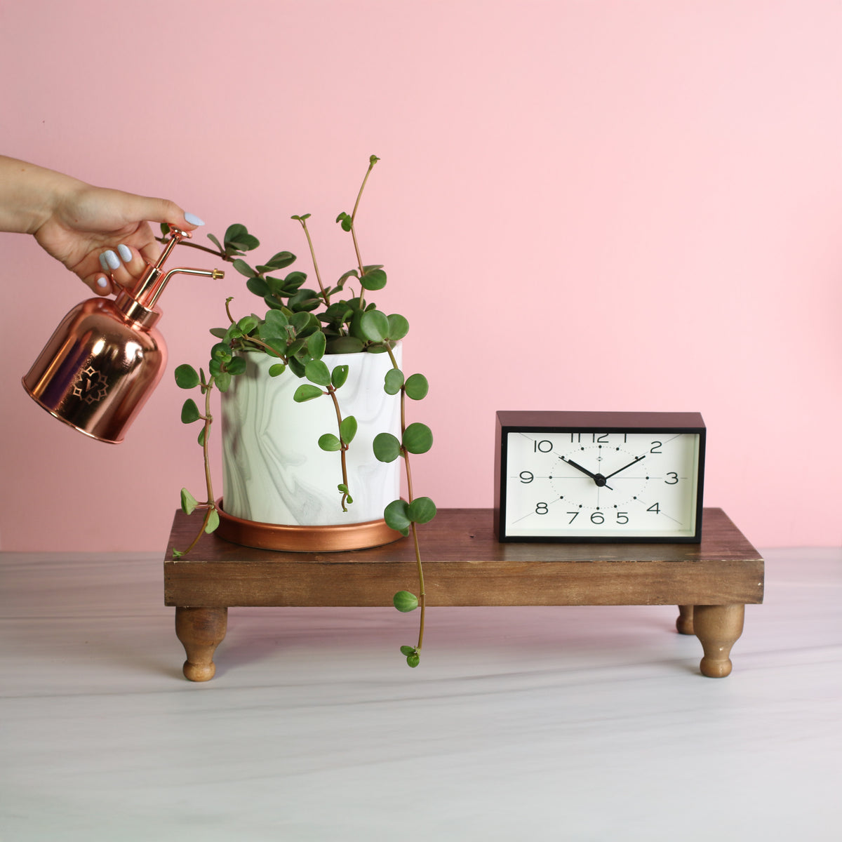 Peperomia Hope Trailing Jade plant in 5.5" Athena ceramic planter next to clock on a plant stand. 
