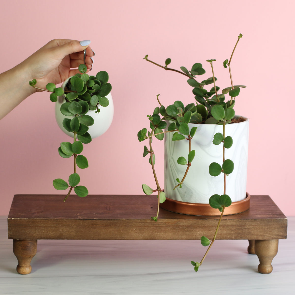 Peperomia Hope 'Trailing Jade' Plant in Amelia Hanging ceramic planter and Athena 5.5" ceramic planter on plant stand. 