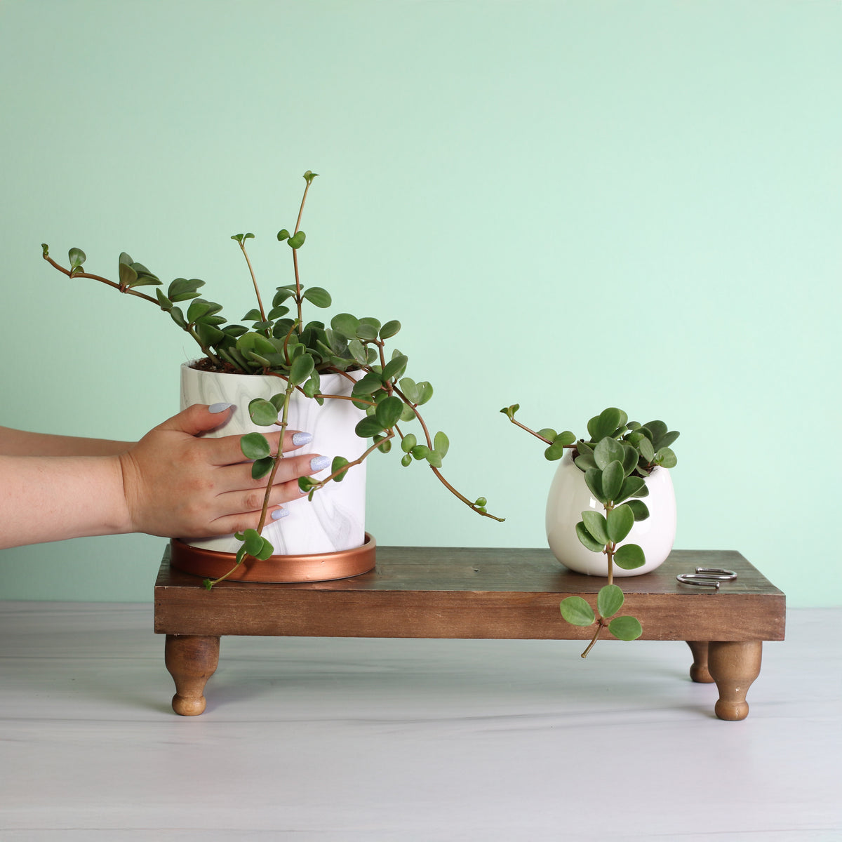Peperomia Hope Trailing Jade in Athena 5.5"  Planter & Amelia 4" Planter with S hook on plant stand. 