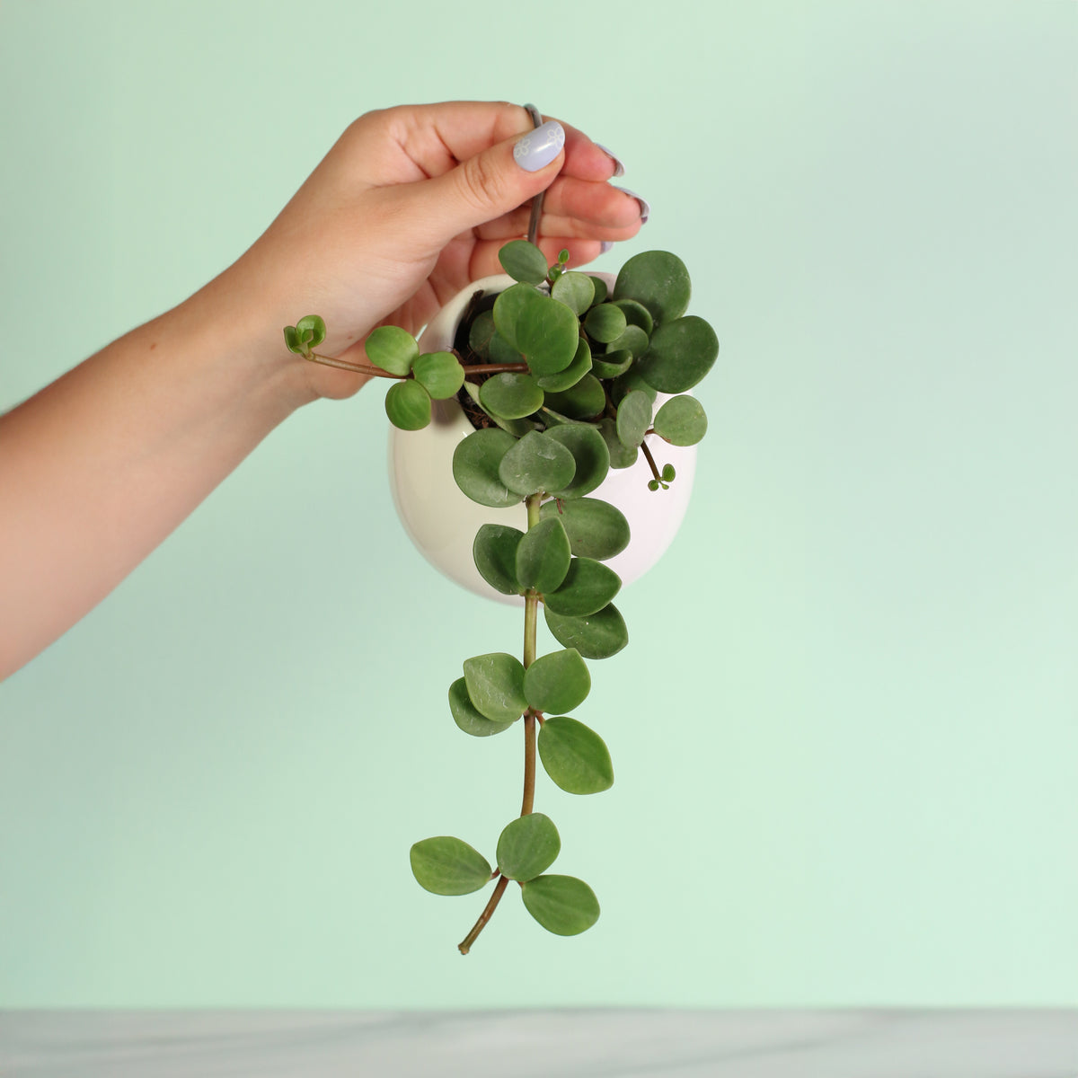 Peperomia Hope Trailing Jade Plant in a 4" ceramic Amelia planter that includes S hook. 