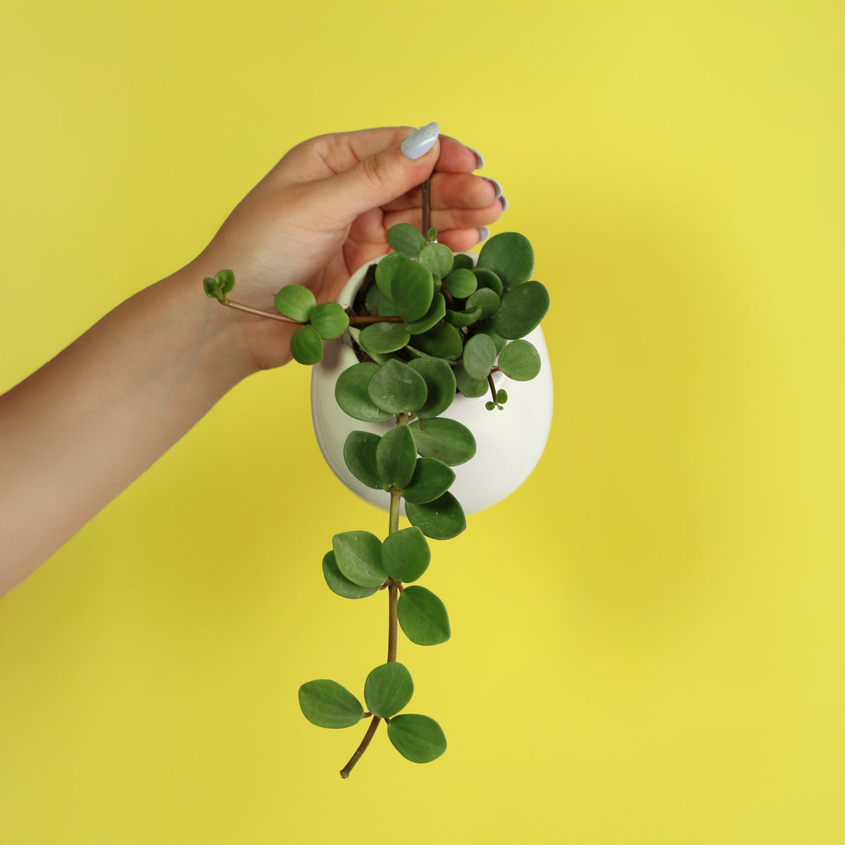 Peperomia Hope 'Trailing Jade' Plant in Amelia 4" ceramic hanging planter. 