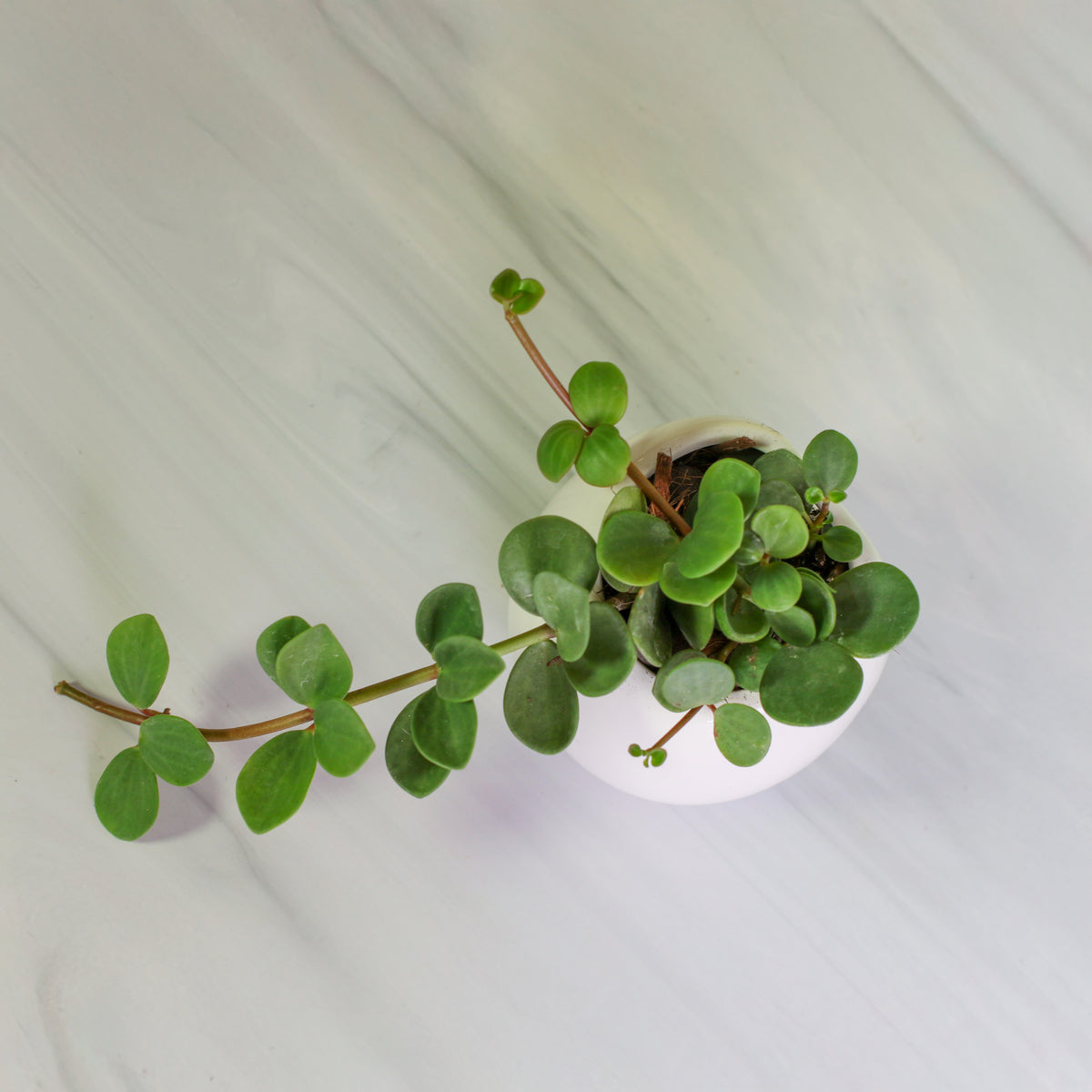 Peperomia Hope Trailing Jade plant Top View. 
