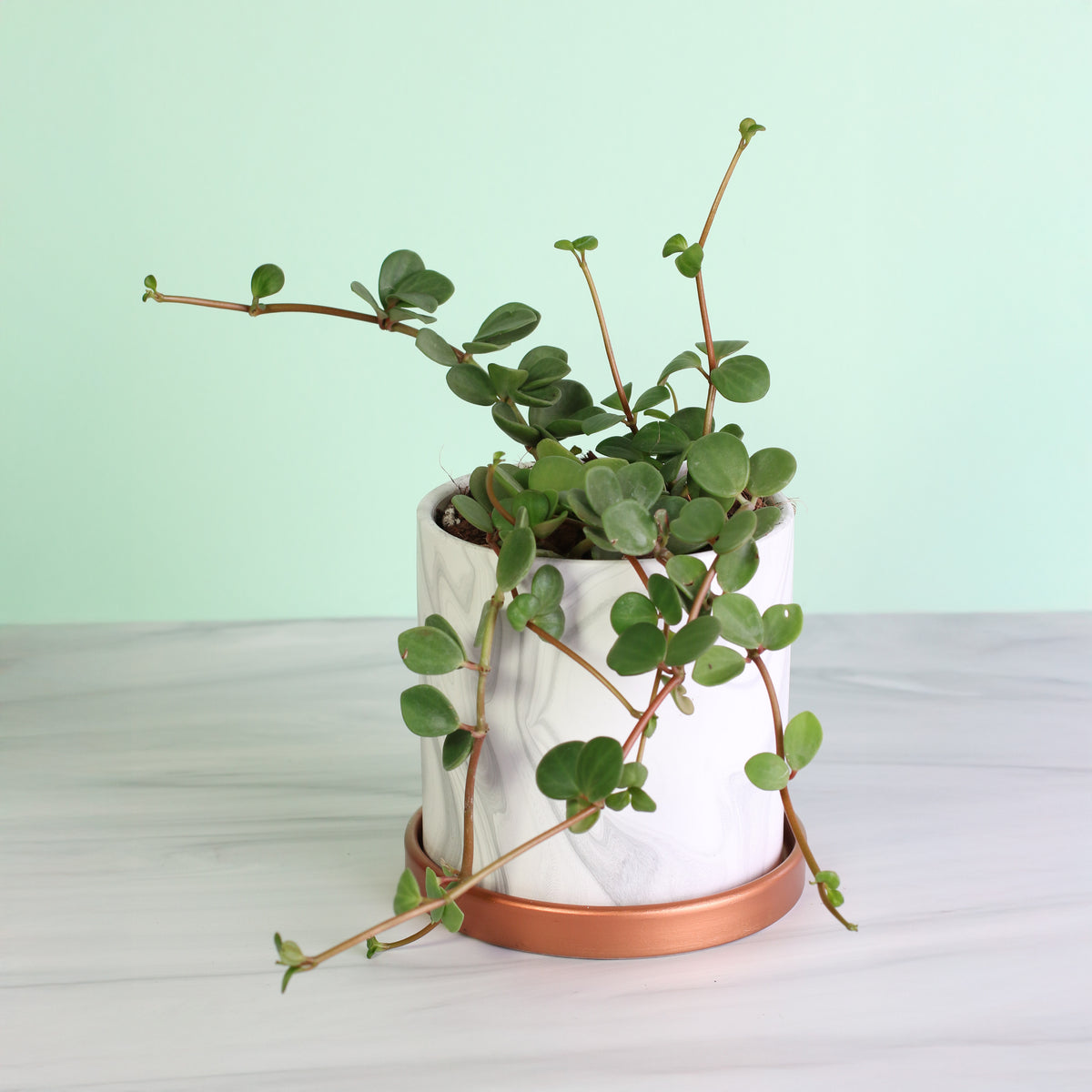 Peperomia Hope Trailing Jade plant in 5.5" Athena ceramic planter. 