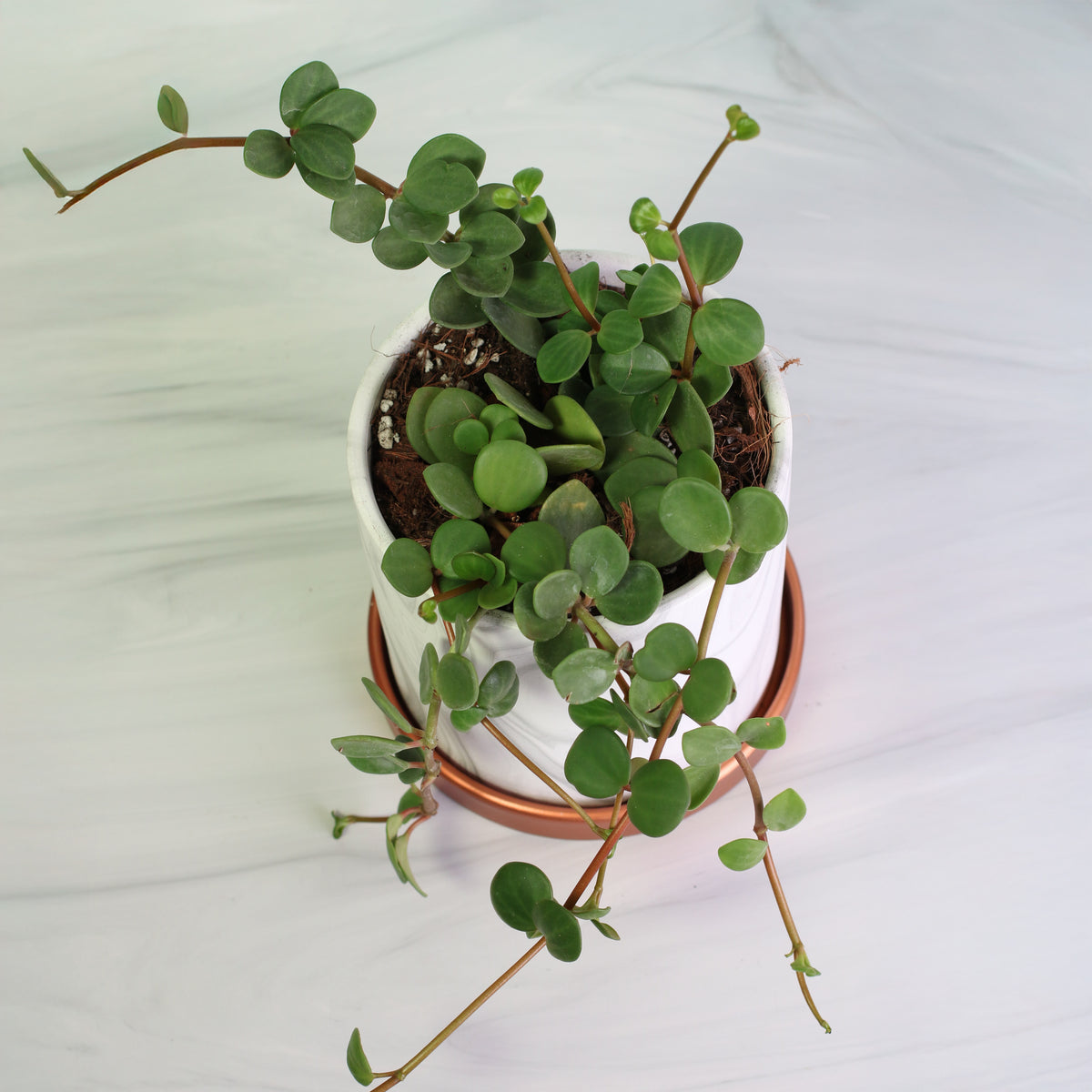 Peperomia Hope 'Trailing Jade' Plant top view. 