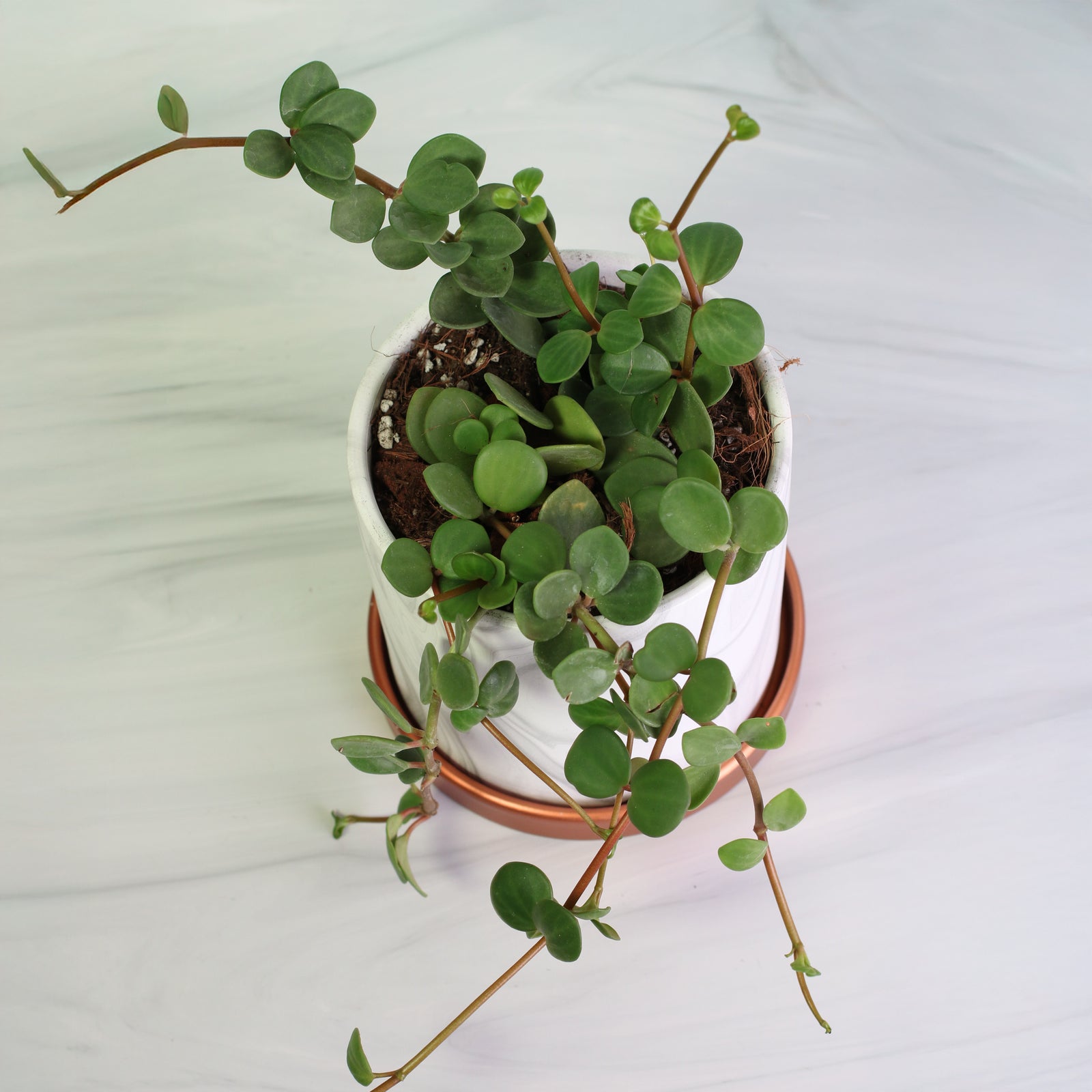 Front and Back view of Peperomia Hope 'Trailing Jade' Plant in Amelia ceramic hanging planter with S hook.  