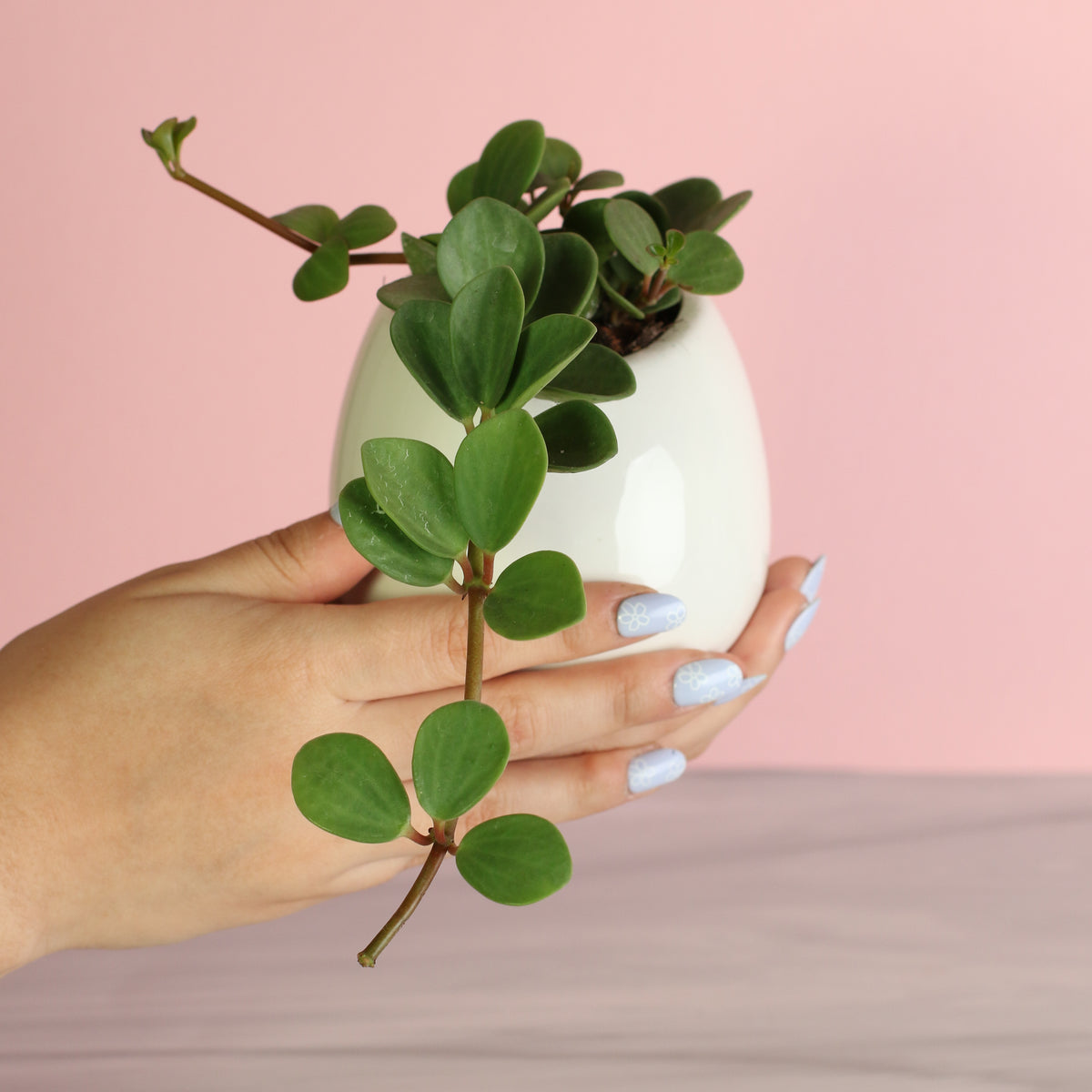 Peperomia Hope Trailing Jade plant in a Amelia 4" ceramic planter in hand. 