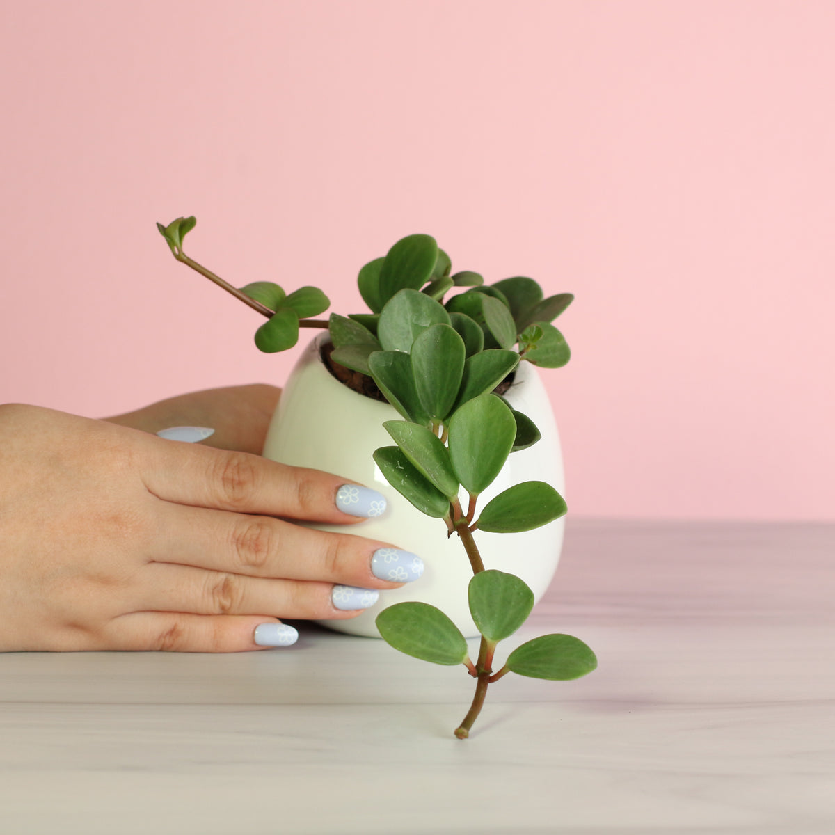 Peperomia Hope Trailing Jade plant. 