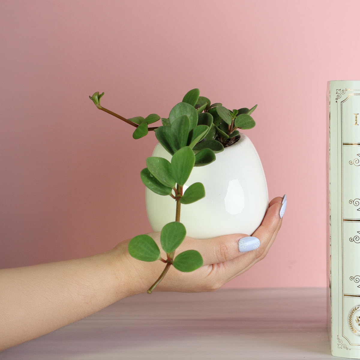 Peperomia Hope Trailing Jade plant in hand. 