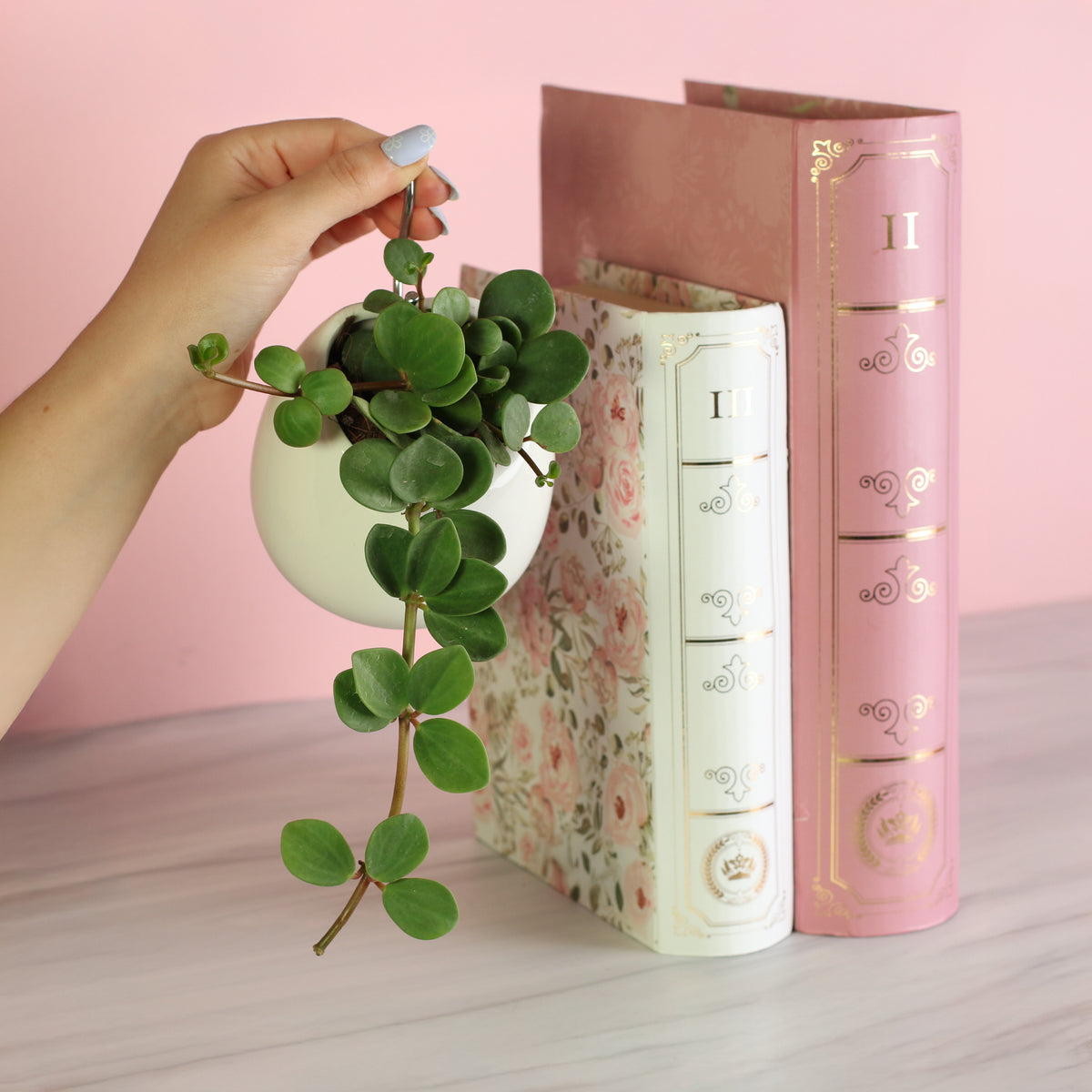 Peperomia Hope Trailing Jade plant in a Amelia 4" ceramic planter with S hook in hand. 