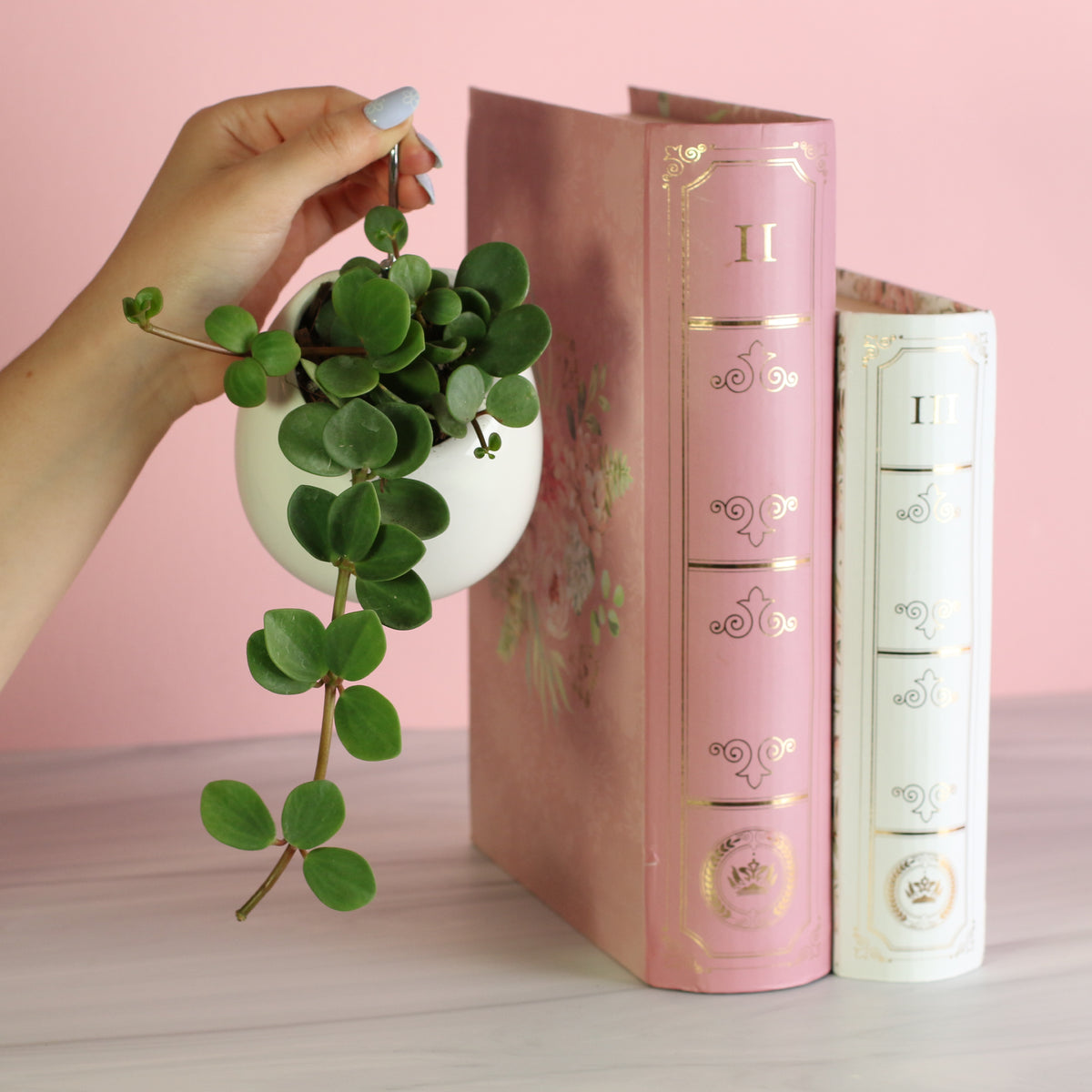 Peperomia Hope Trailing Jade plant in a 5" Amelia ceramic planter with S hook in hand. 