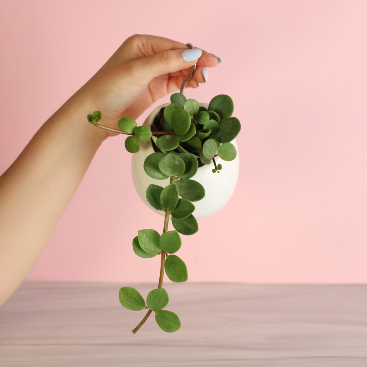 Peperomia Hope Trailing Jade in Amelia 4" planter