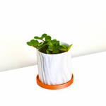 Peperomia Hope 'Trailing Jade' Plant