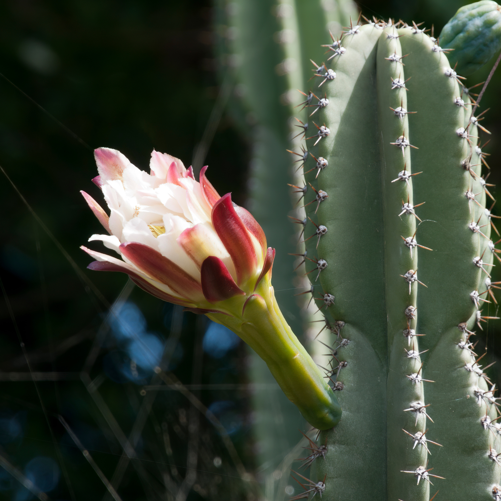 Night Blooming Peruvian Apple Cactus