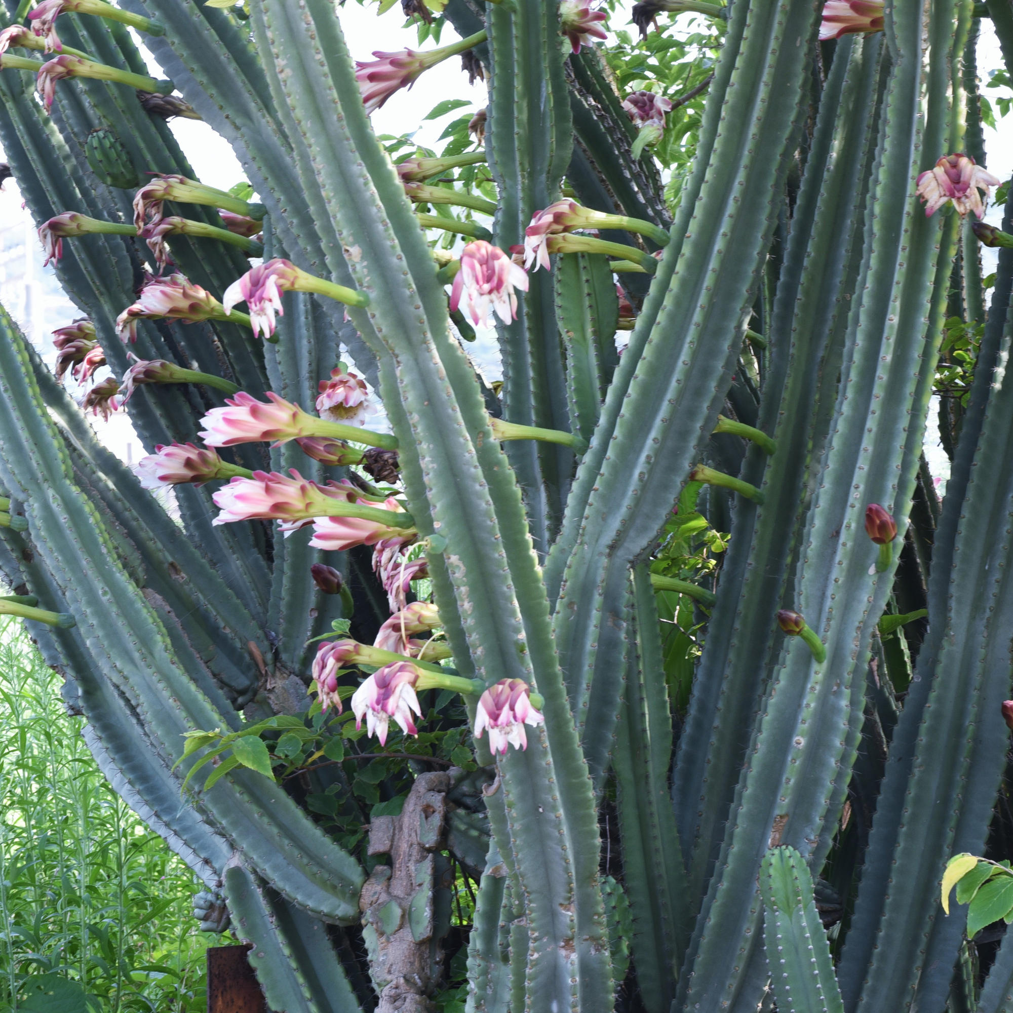 Night Blooming Peruvian Apple Cactus