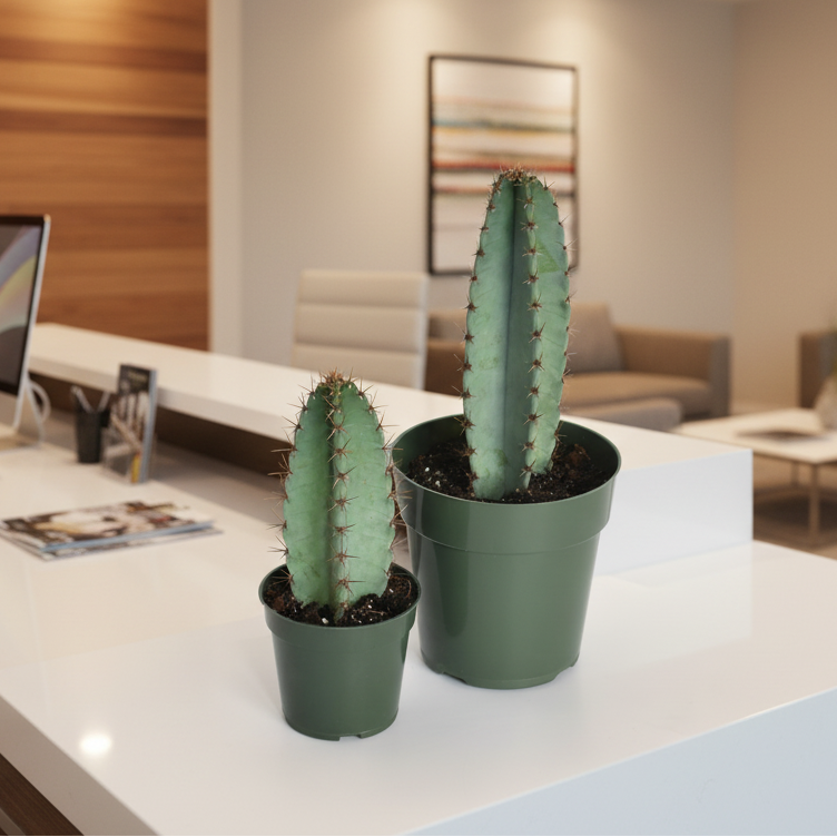 Night Blooming Peruvian Apple Cactus