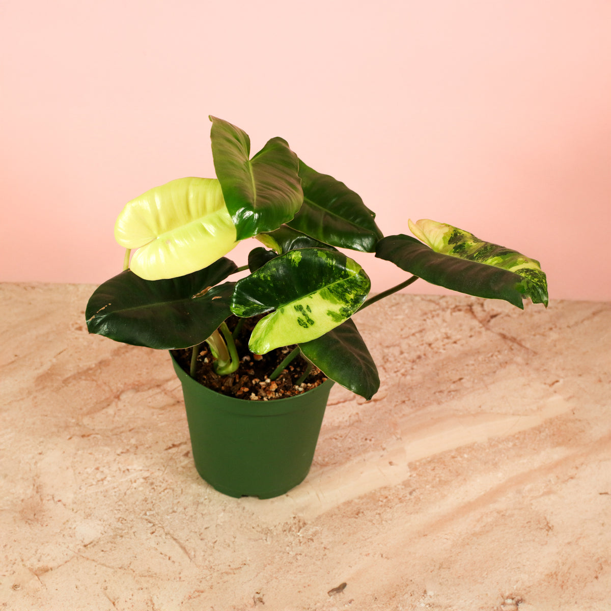 Philodendron 'Burle Marx' Variegata -Rare