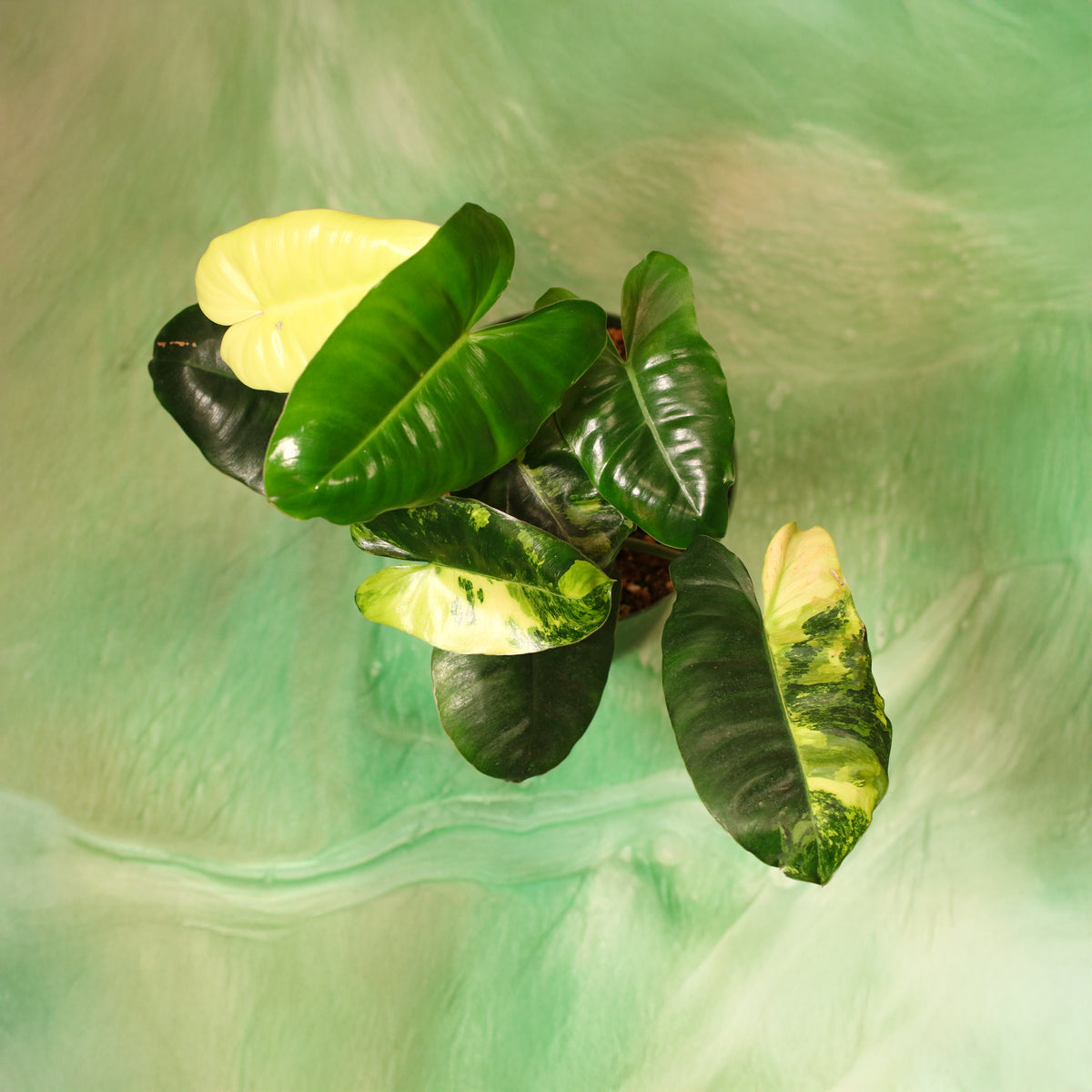 Philodendron 'Burle Marx' Variegata -Rare