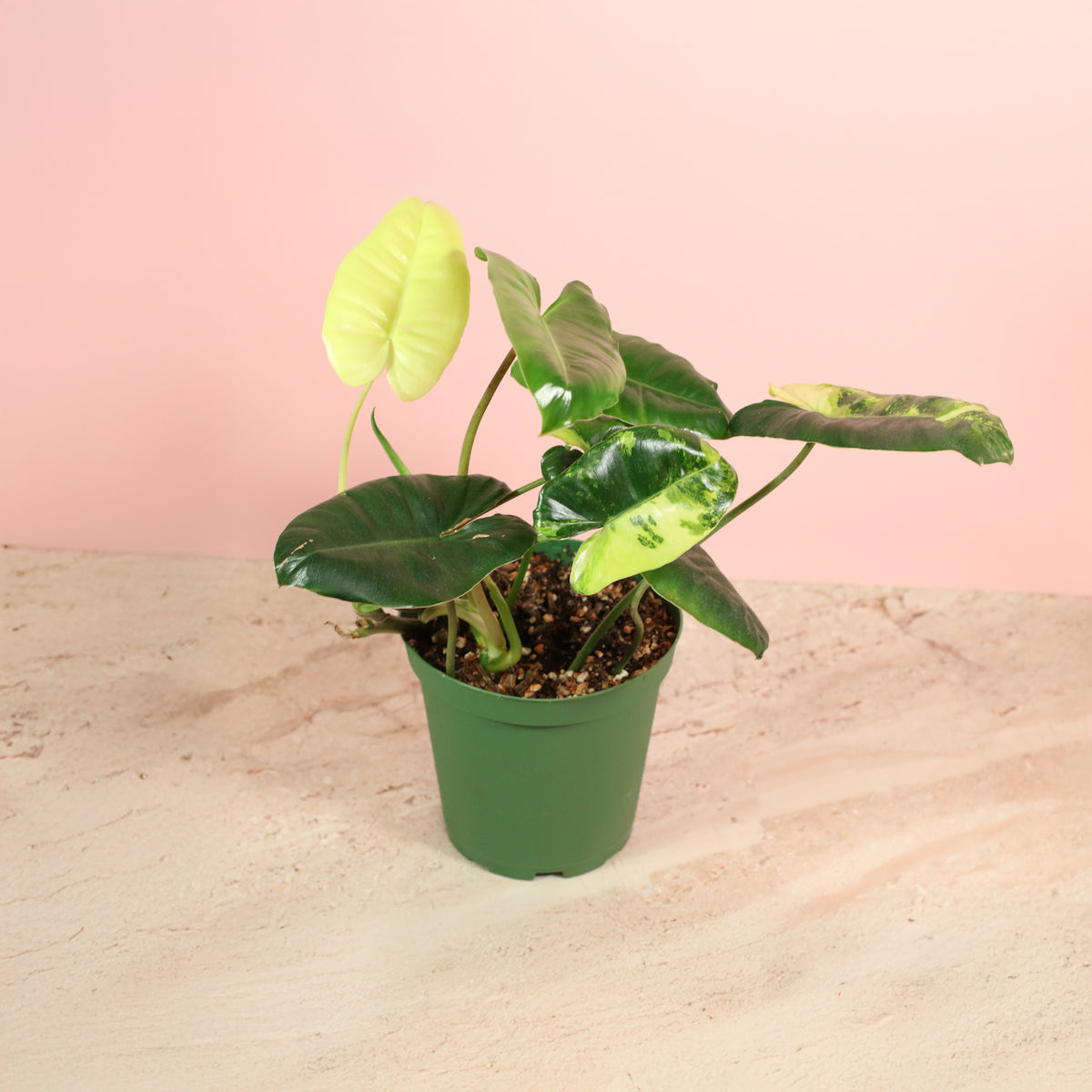 Philodendron 'Burle Marx' Variegata -Rare