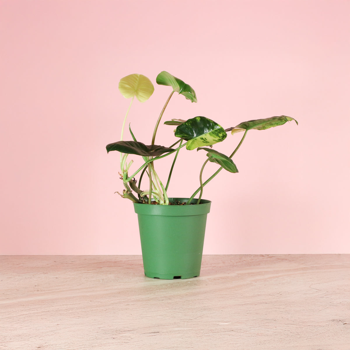 Philodendron 'Burle Marx' Variegata -Rare