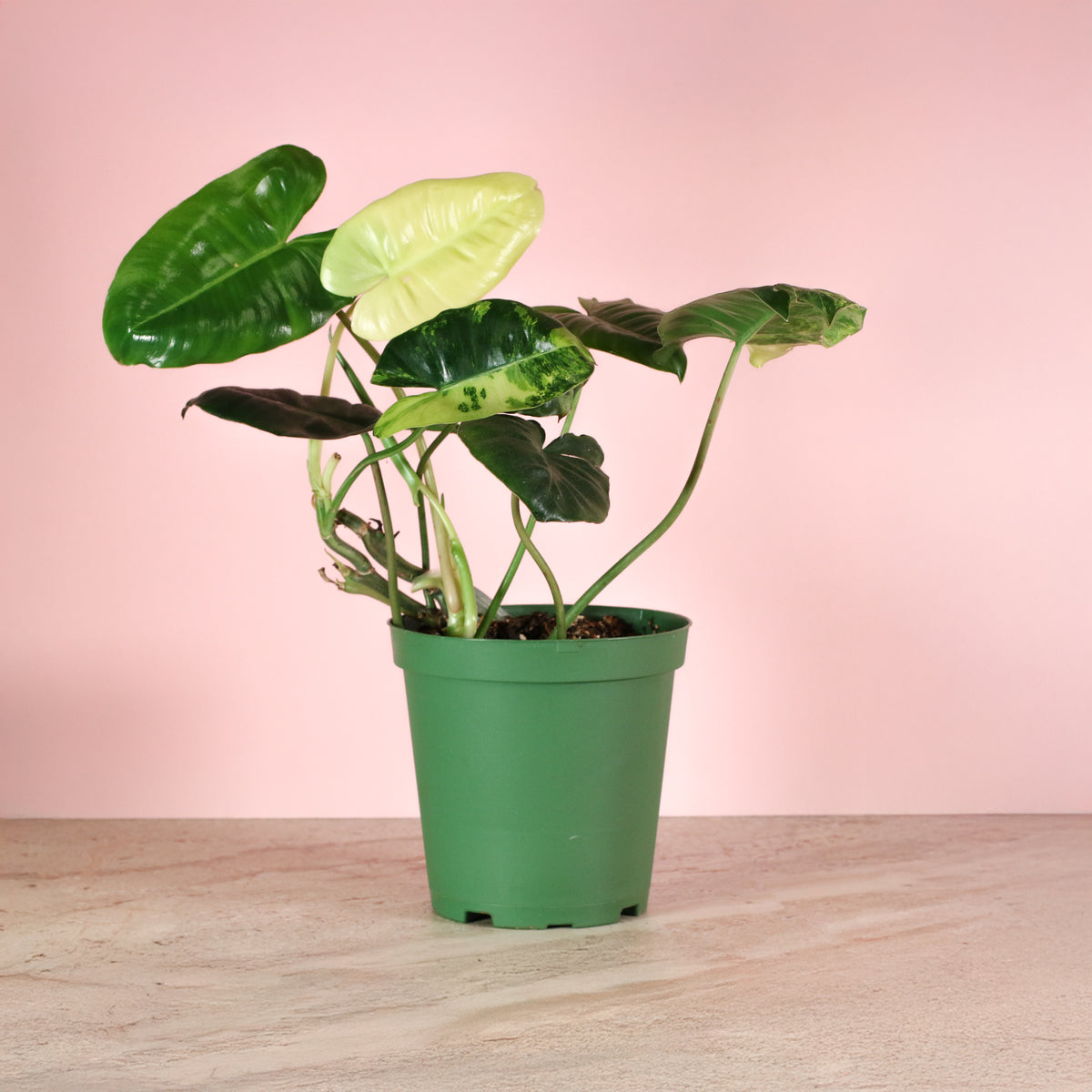 Philodendron 'Burle Marx' Variegata -Rare