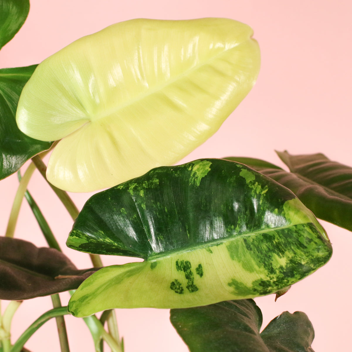 Philodendron 'Burle Marx' Variegata -Rare