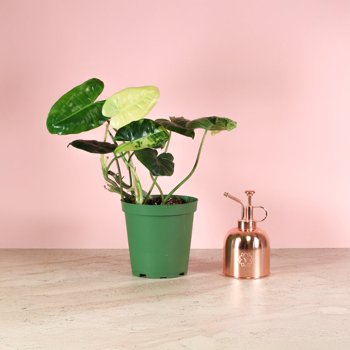 Philodendron 'Burle Marx' Variegata -Rare