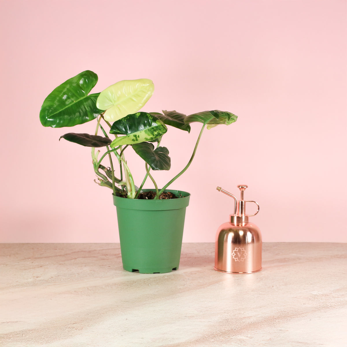 Philodendron 'Burle Marx' Variegata -Rare