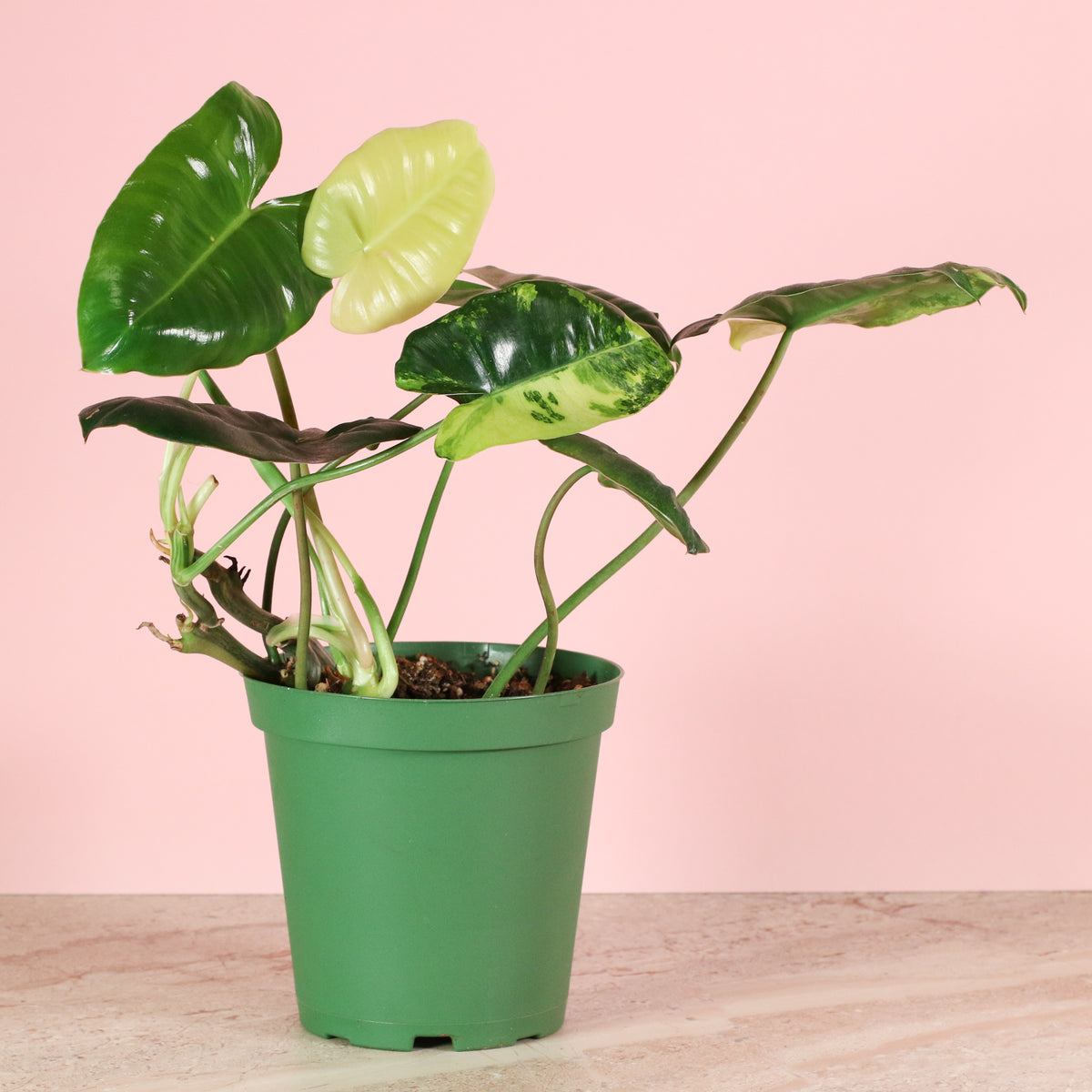 Philodendron 'Burle Marx' Variegata -Rare