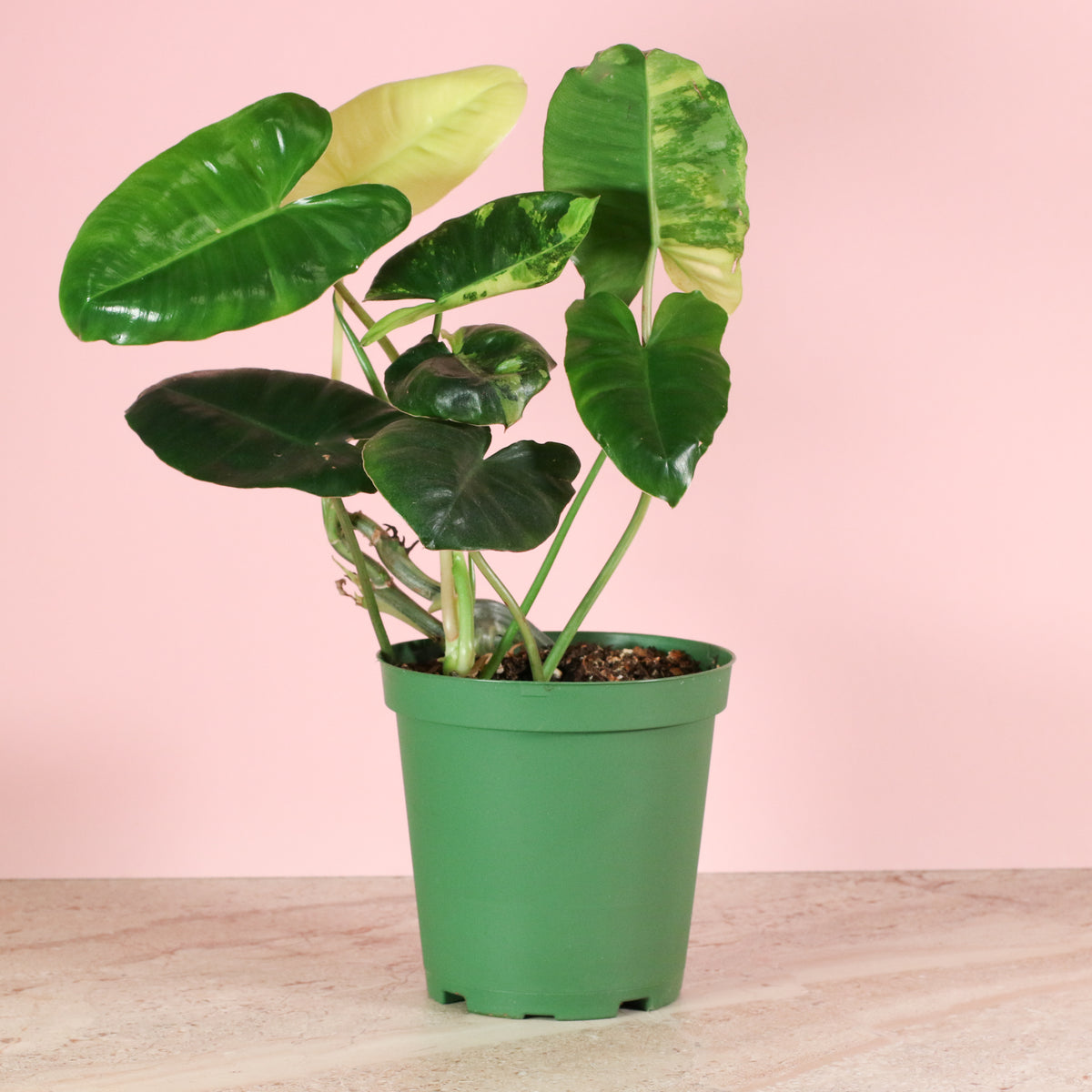 Philodendron 'Burle Marx' Variegata -Rare