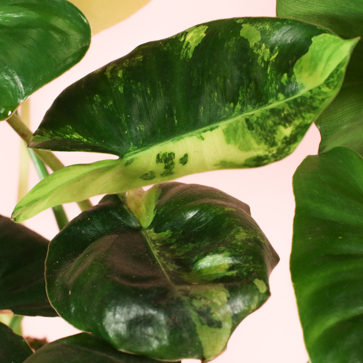 Philodendron 'Burle Marx' Variegata -Rare