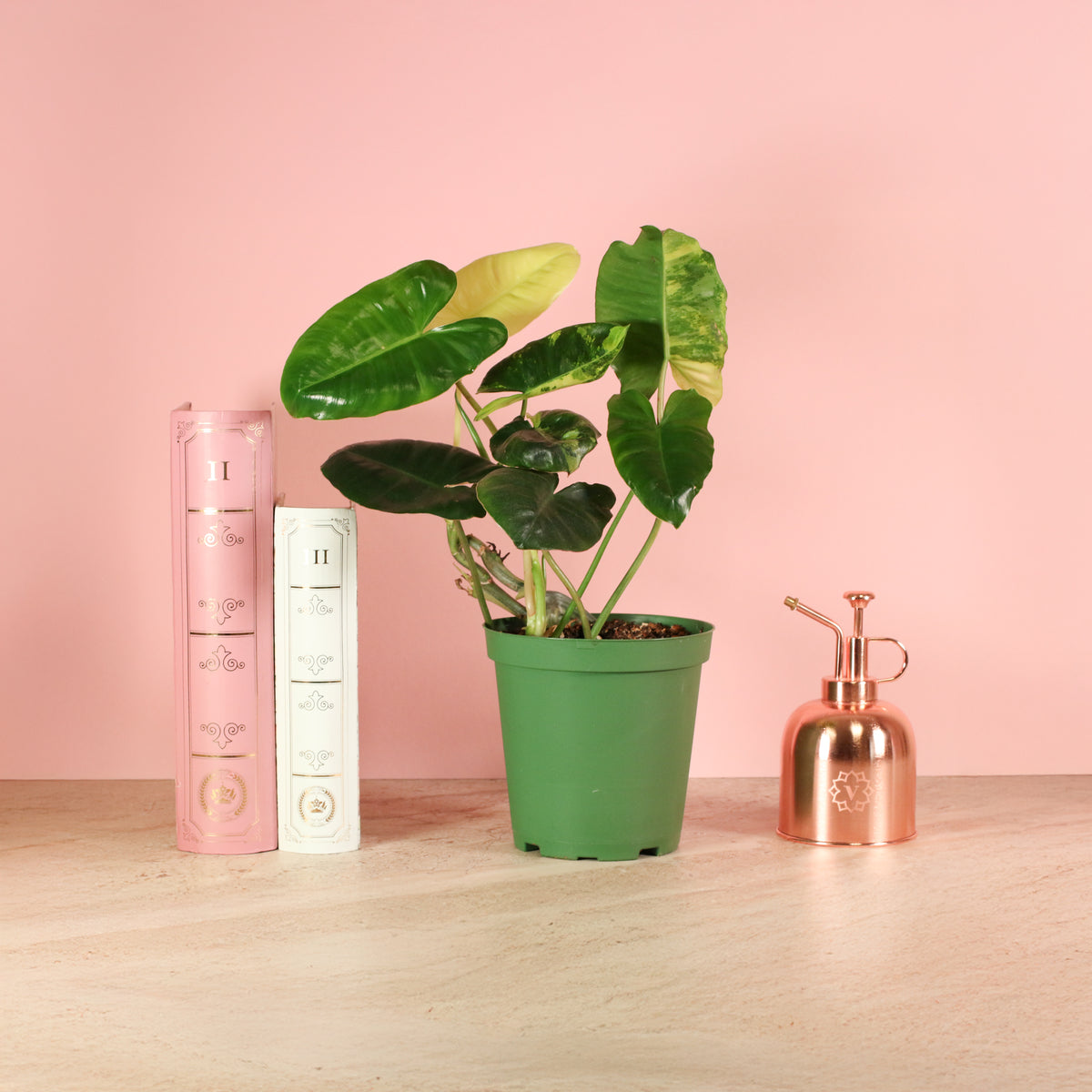 Philodendron 'Burle Marx' Variegata -Rare