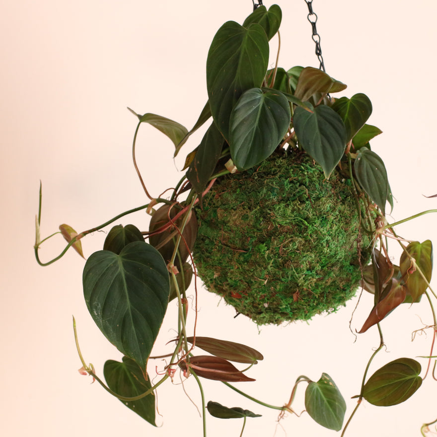 Philodendron 'Micans' in 6" Moss Ball
