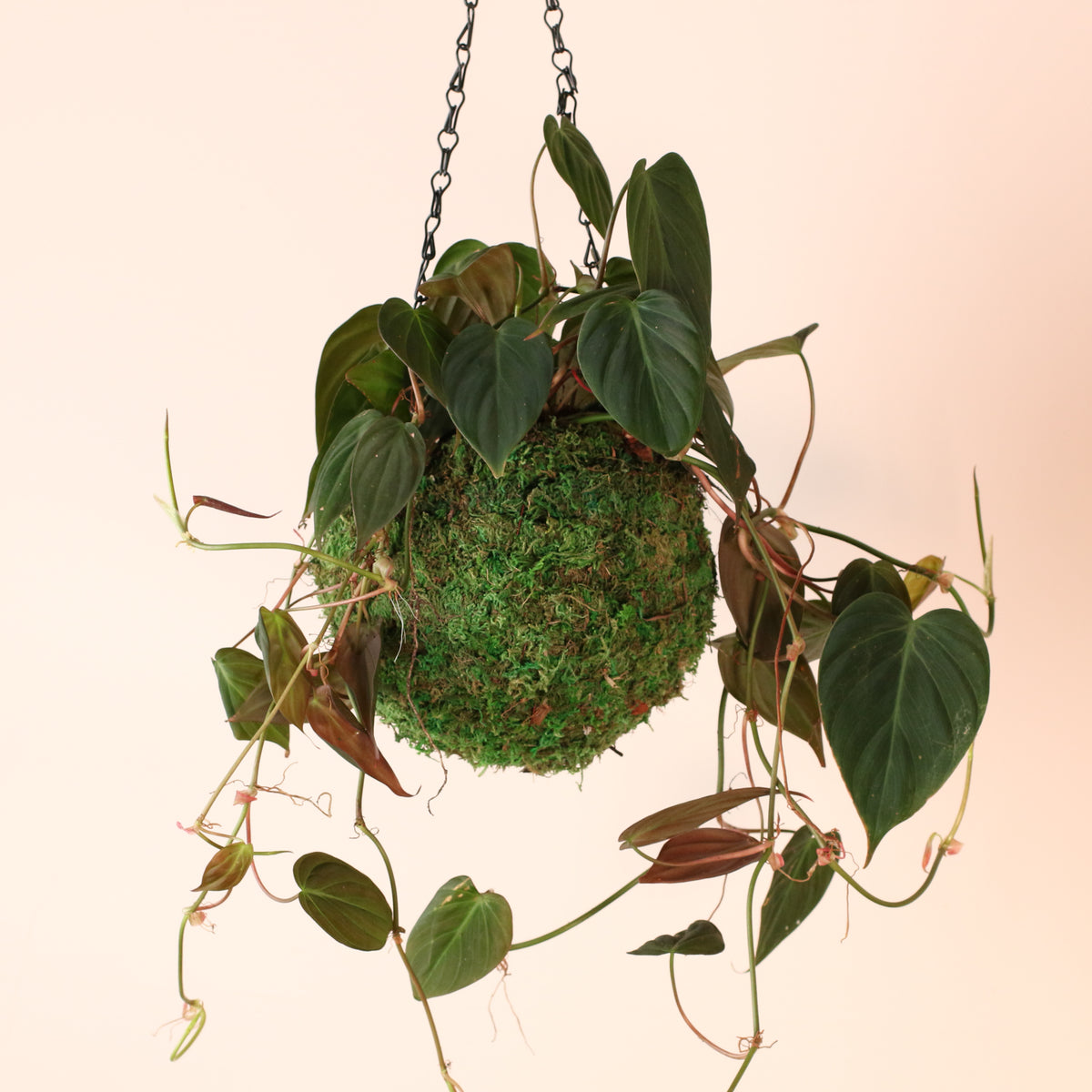 Philodendron 'Micans' in 6" Moss Ball