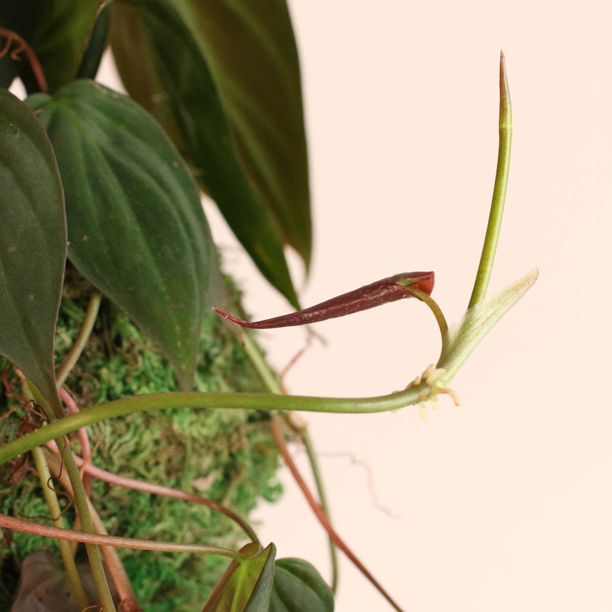 Philodendron 'Micans' in 6" Moss Ball