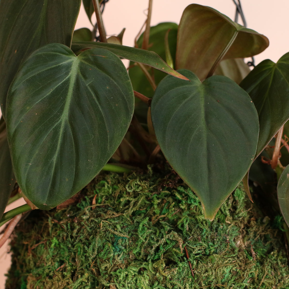 Philodendron 'Micans' leaf