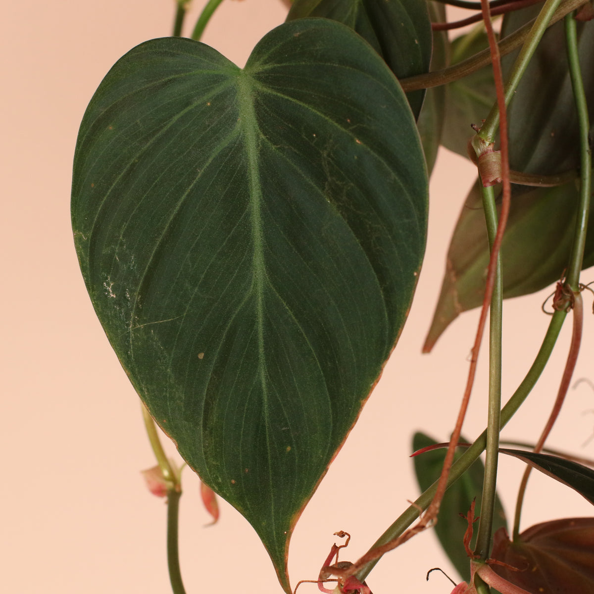 Philodendron 'Micans' leaf