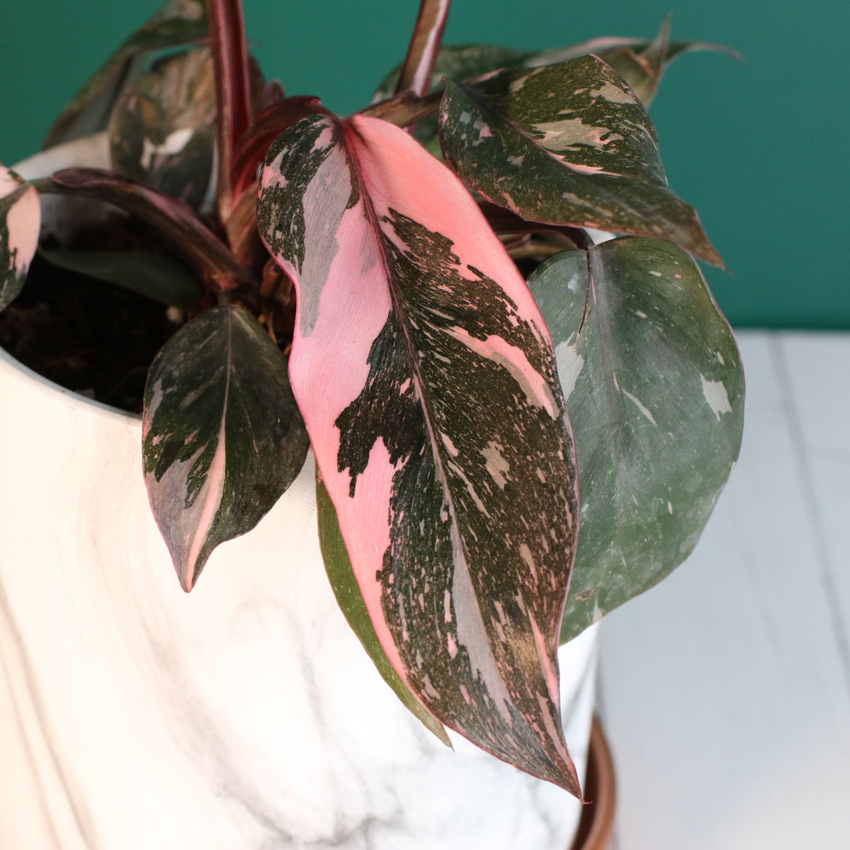 Philodendron &#39;Pink Princess&#39;