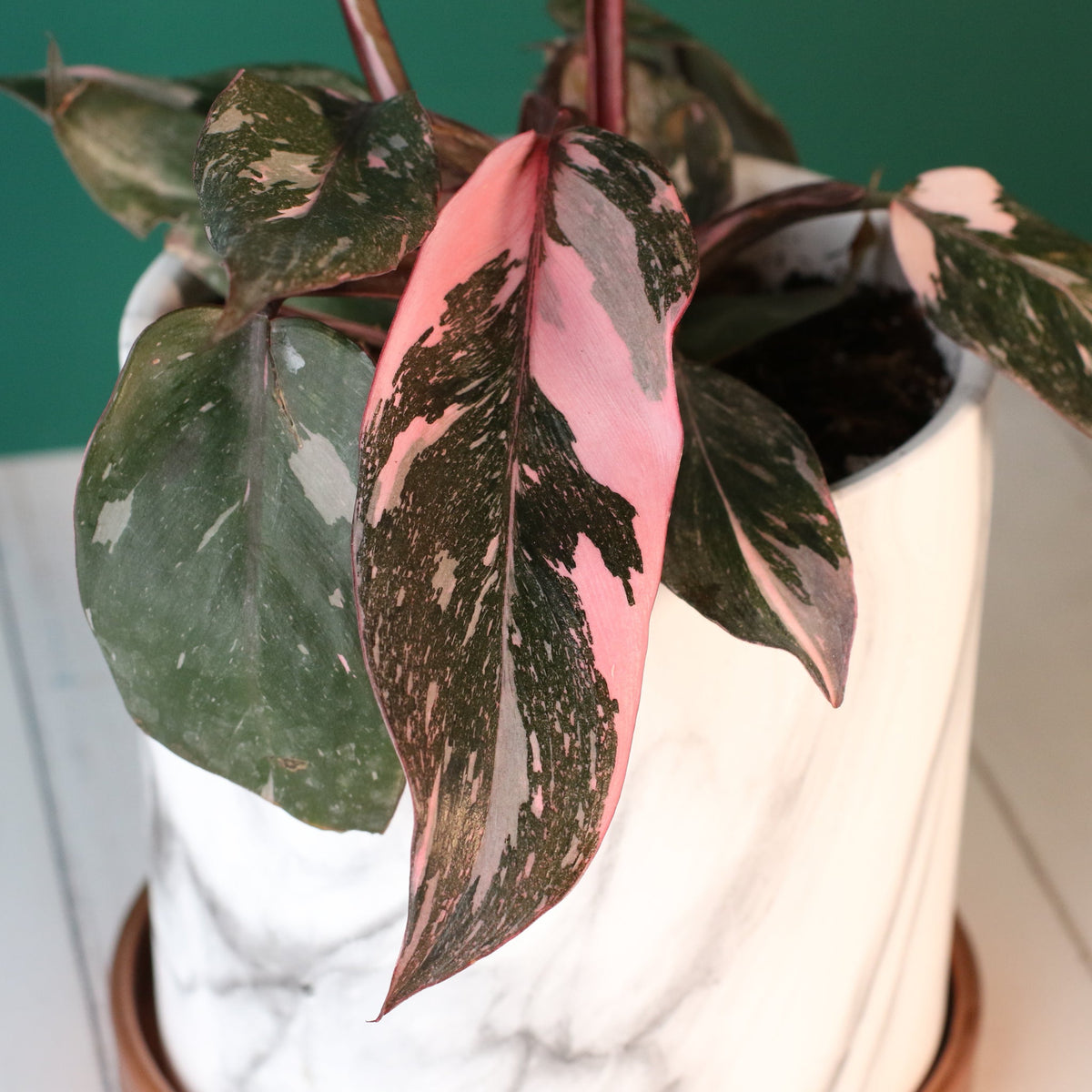 Philodendron &#39;Pink Princess&#39;