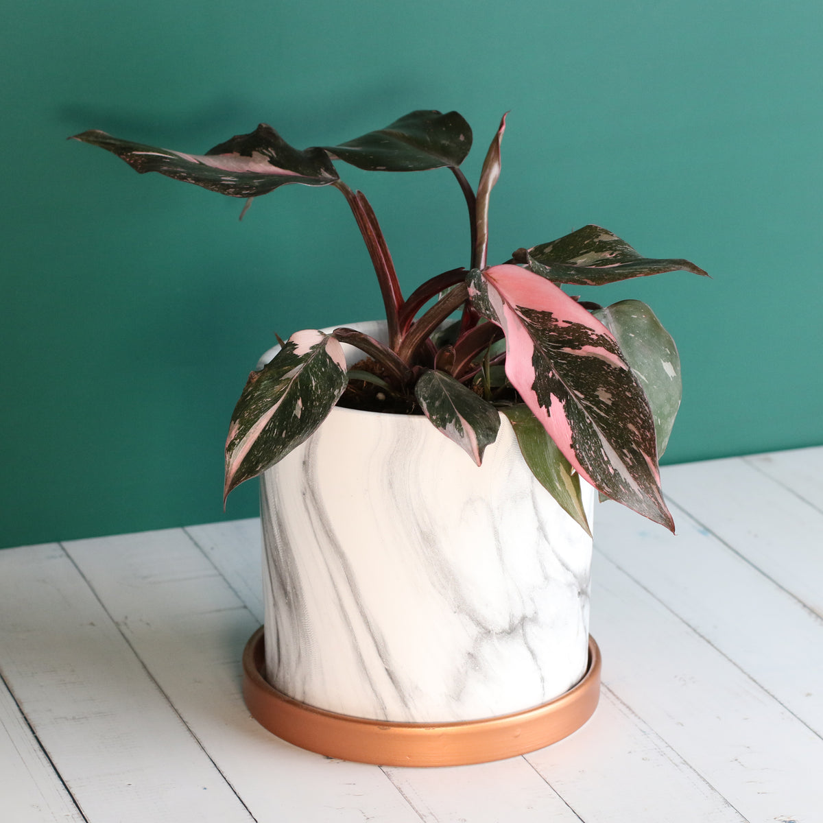 Philodendron &#39;Pink Princess&#39;
