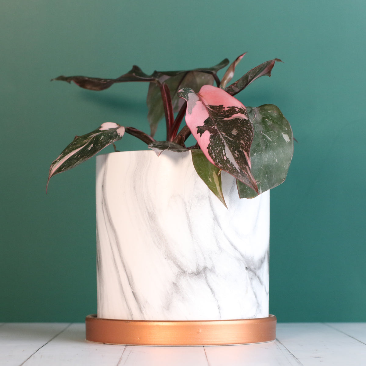 Philodendron &#39;Pink Princess&#39;