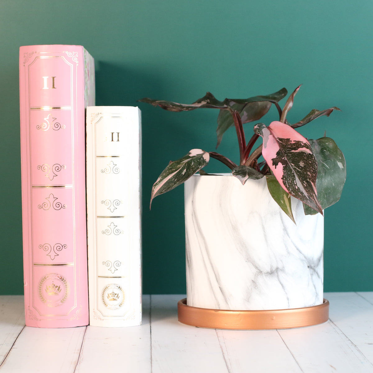 Philodendron &#39;Pink Princess&#39;